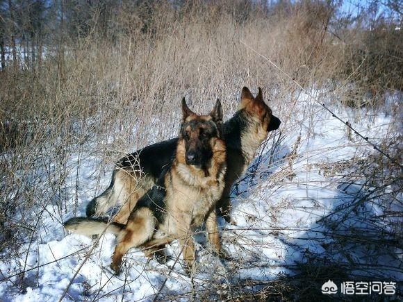 双鸭山牧羊犬在线:养一只德牧是一种什么样的体验？