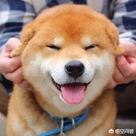 日本柴犬:中国的土狗和日本的柴犬比，输在那里？ 日本柴犬的特点