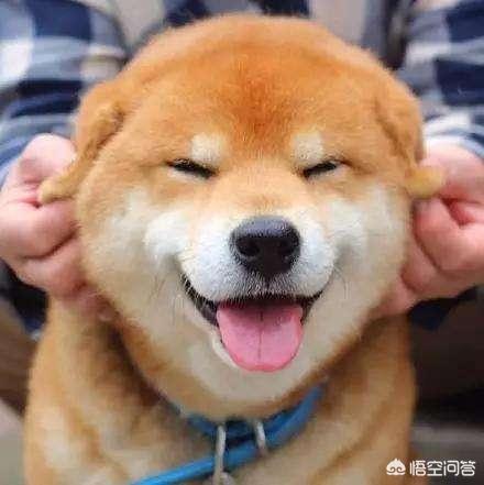 日本土佐和秋田:中国的土狗和日本的柴犬比，输在那里？ 秋田打不赢土佐
