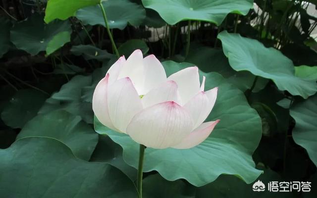 怎么从白莲花的外表看出绿茶婊的心