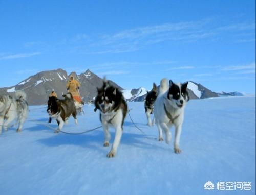 狼和狗的区别:狼和狗、组织纪律、智商、报恩有什么区别？