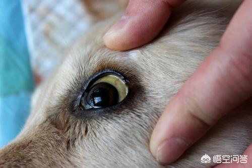 犬钩虫病传染人吗:人得钩虫病传染人吗 狗狗的哪些疾病会传染给人类？