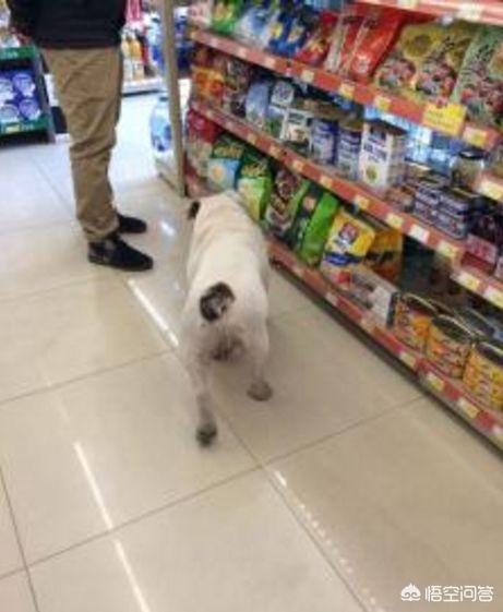牵犬师视频:沈阳女子牵爱犬进超市，结果狗狗在地上大小便，你怎么看？