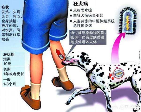 疯狗咬人后人学狗叫:生活中遇到碰到疯狗怎么办—如何分辨和自卫？
