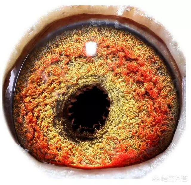 头条问答 - 漂亮的鸽子眼砂的照片有哪些?(20个回答)