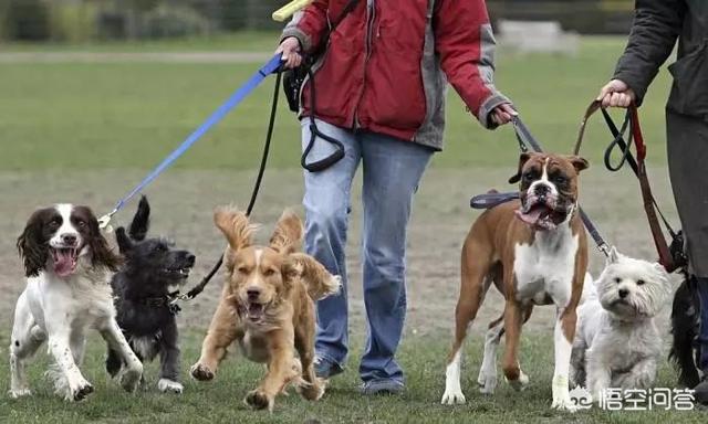 济南发布养犬通告小说:济南发布养犬通告：外出遛狗时狗绳最长1.5米。你怎么看？