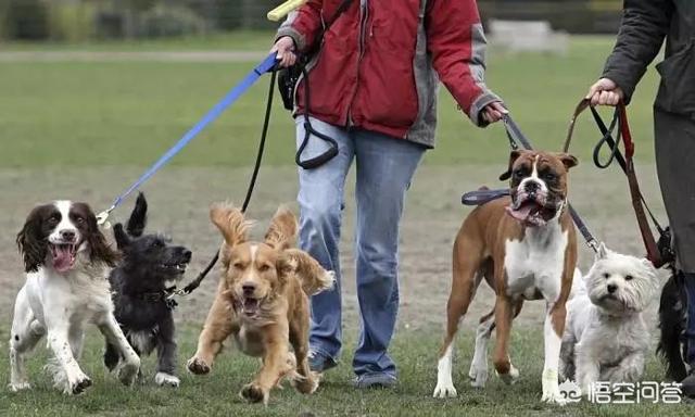 济南发布养犬通告新闻:济南发布养犬通告：外出遛狗时狗绳最长1.5米。你怎么看？ 济南发布最新养犬管理通告