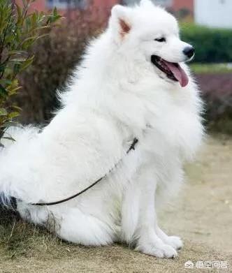 萨摩犬图片大全:萨摩耶犬和阿拉斯加犬，你会选择养哪个？