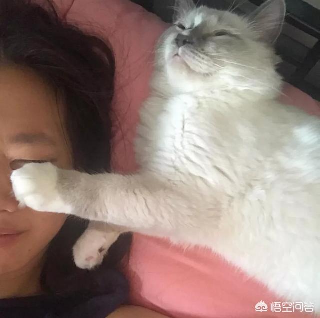 许喵喵mickey:你家猫咪什么时候最黏人黏人的表现是什么