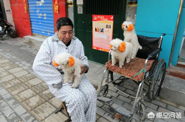 杨伟杰拖狗:狗狗的腿突然瘸了该怎么办？