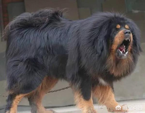 河南省平顶山市藏獒幼犬价格:2018年藏獒幼犬的价格总体是多少钱？有何依据？