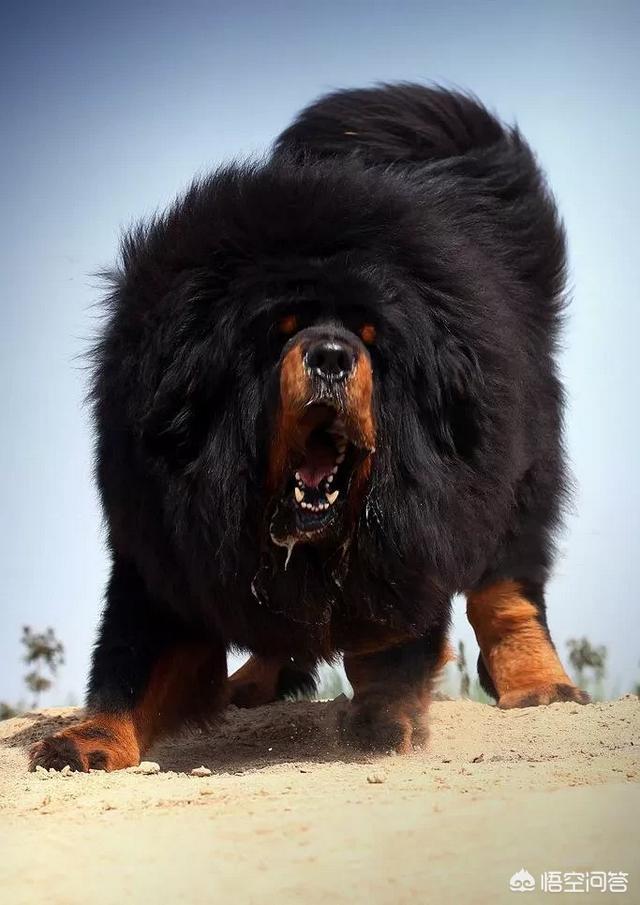 纯种藏獒多少钱一只:藏獒纯种犬多少钱一只 现在纯种藏獒大概多少价位？