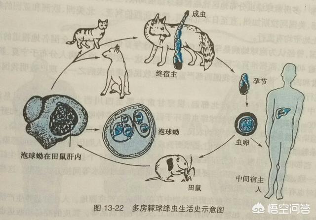 犬钩虫病传染人吗:狗的唾液会不会有传染病？