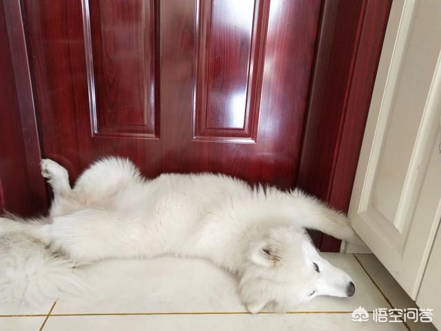 浙江金华狗肉节取消了:农业农村部本月征求意见：狗为伴侣动物，拟禁食！你怎么看？