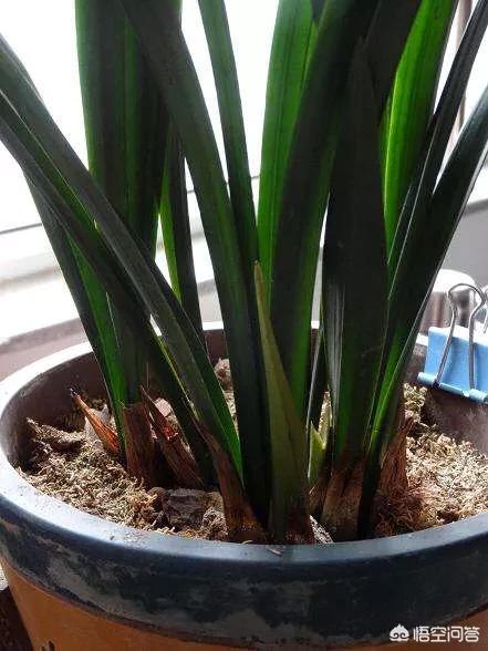 建兰花:春兰、惠兰、建兰、寒兰、墨兰分别有哪些明显的区别？ 建兰花期