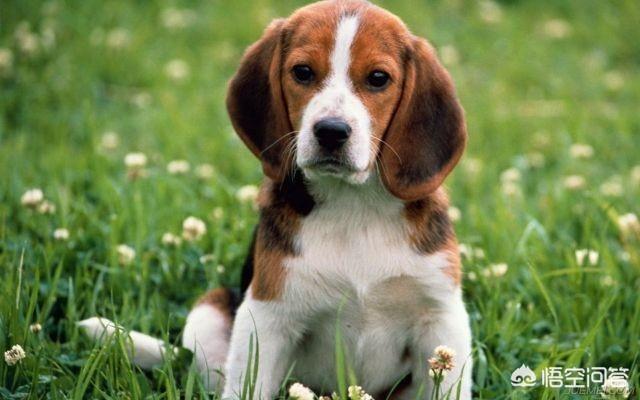 狂犬病症状发烧吗:狂犬病早期有哪些症状？被犬类动物咬后应如何处理？
