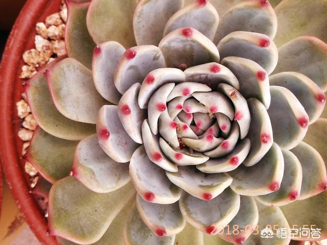翡翠景天多肉图片:这颗多肉是不是生病了？该怎么办？