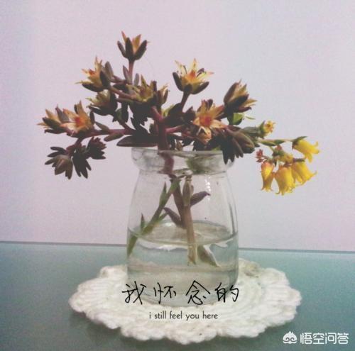 翡翠景天多肉图片:这颗多肉是不是生病了？该怎么办？