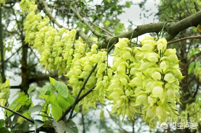 清溪的禾雀花:东莞清溪大王山风景好不好？好玩吗？