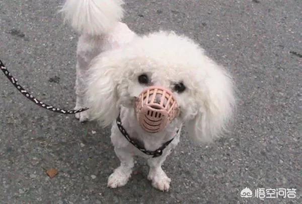 寒冬之咬:狗狗为什么每次看到某个人，就追着咬呢？