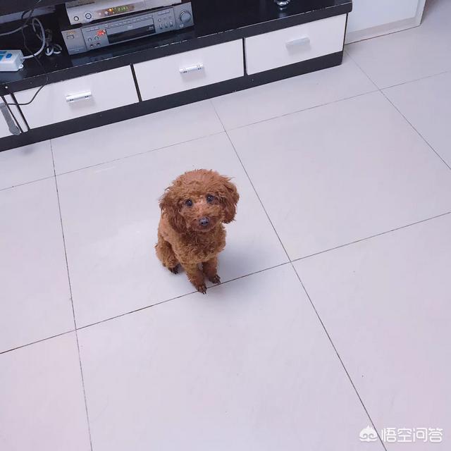 泰迪狗训练大小便:泰迪狗4个月了，现在还没有养成定点大小便的习惯怎么办？