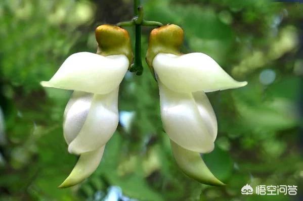 禾雀花:禾雀花有没有认识，有什么价值？