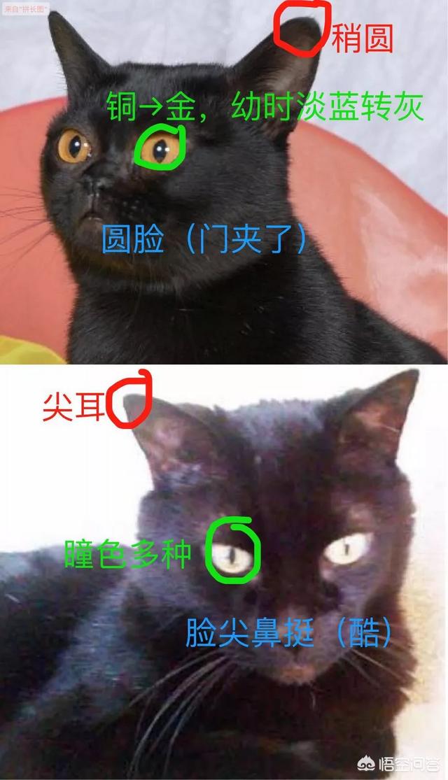 哈瓦那猫和孟买猫:中华田园黑猫与孟买猫有什么区别？