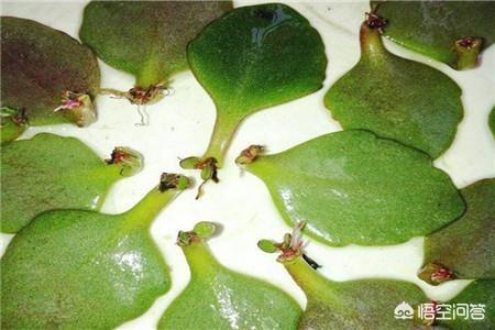 长寿花的繁殖方法:长寿花的繁殖方法和时间 长寿花剪下来可以直接插在土里吗？