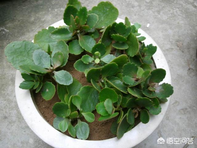 长寿花的繁殖方法:长寿花的繁殖方法和时间 长寿花剪下来可以直接插在土里吗？