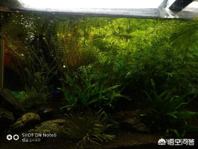 鱼缸水浑浊怎么处理:鱼缸观赏鱼水混浊后该怎样挽救呢？