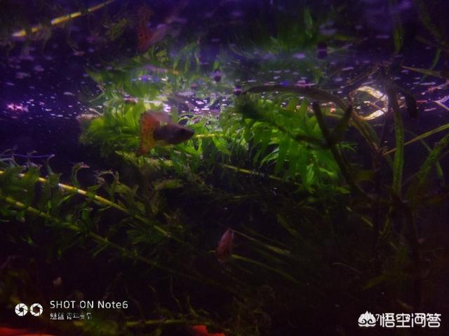 鱼缸水浑浊怎么处理:鱼缸观赏鱼水混浊后该怎样挽救呢？