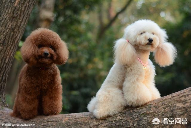 泰迪熊图片:我家的狗狗是比熊还是泰迪？