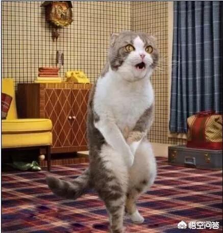 矮脚美国短毛猫:选纯种猫你是选英国短毛猫还是美国短毛猫、还是布偶猫呢？