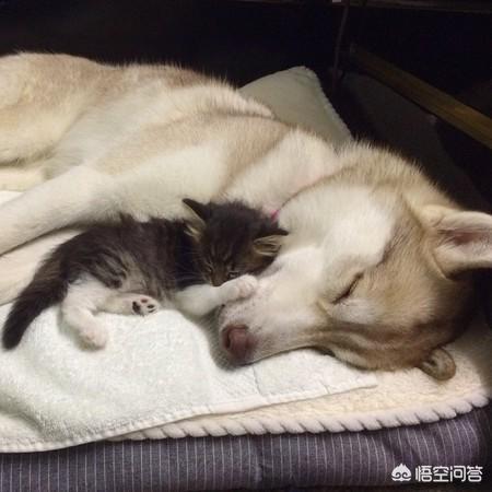 怎样养猫狗:猫狗一块养，怎么让猫不吃狗粮，狗不吃猫粮？ 怎样同时养猫和狗