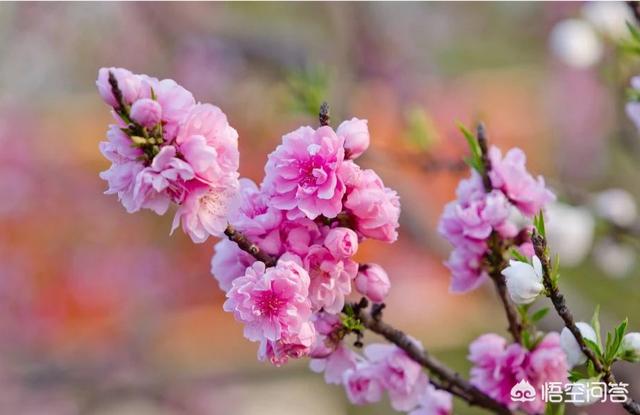 头条问答 - 红鸾桃花是什么?(7个回答)