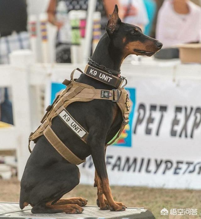 威玛猎犬和杜宾:威玛猎犬和杜宾犬的区别 为什么有些威玛犬胆子那么小？