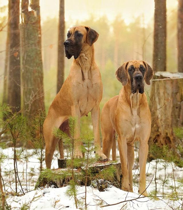 威玛猎犬和杜宾:威玛猎犬和杜宾犬的区别 为什么有些威玛犬胆子那么小？