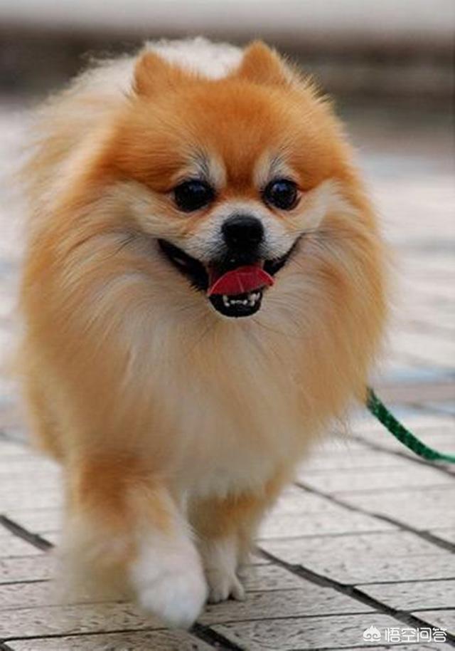 德国名犬图片大全:德国猎梗幼犬如何挑选 ？哪种德国猎梗服从性最好？