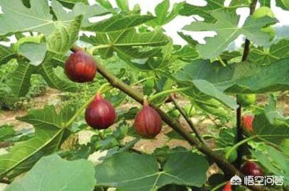 无花果真的可以治疗痔疮吗？