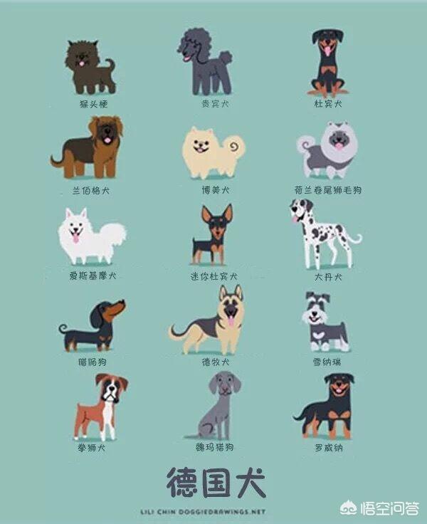 德国名犬图片大全:德国猎梗幼犬如何挑选 ？哪种德国猎梗服从性最好？