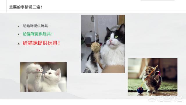 不爽猫玩偶:猫咪为什么总喜欢把桌上的东西推下去？