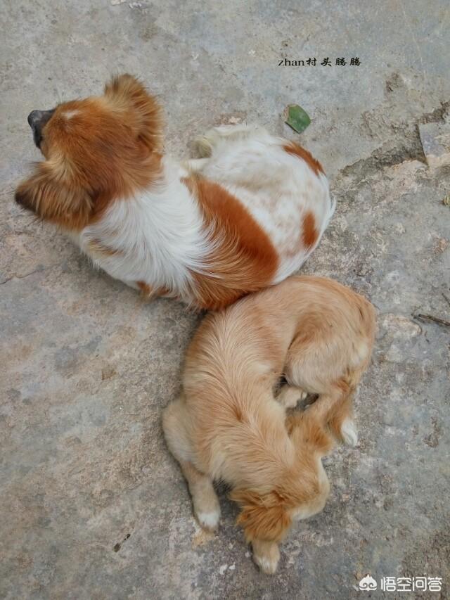 菲凡犬舍特价狗有啥区别:普通金毛和纯种金毛有何区别？养哪种更好？