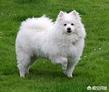 格陵兰犬萨莫耶犬:爱斯基摩犬和萨摩耶有什么区别？