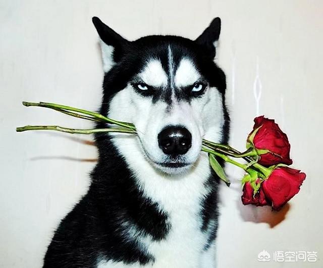 阿拉斯加犬和哈士奇的叫声:为什么别的狗都是汪汪叫，只有哈士奇是哇呜哇呜地叫？