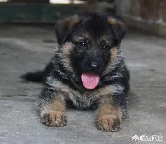 柴犬智商怎么样:想养一只柴犬，养柴犬费钱吗？