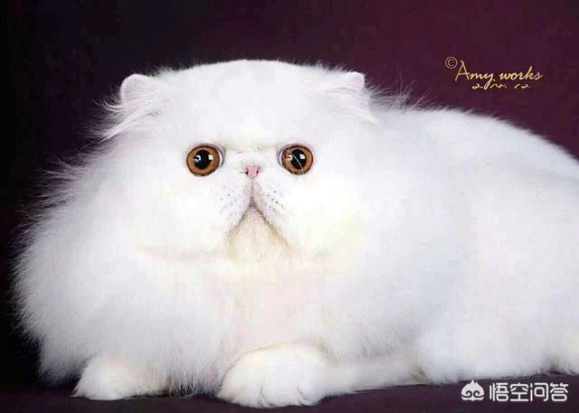 波斯猫和加菲猫外形的区别:长毛加菲和波斯有啥区别？