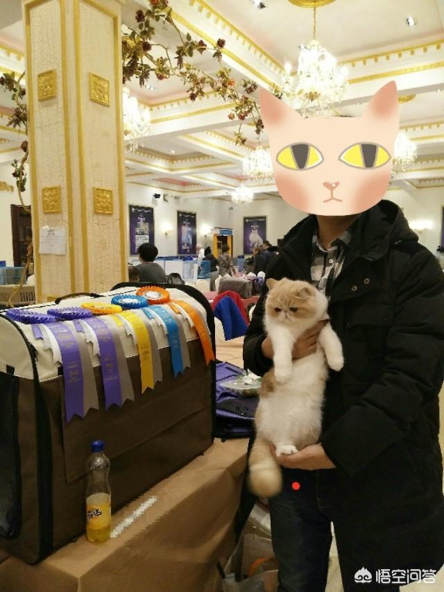 波斯猫和加菲猫外形的区别:长毛加菲和波斯有啥区别？
