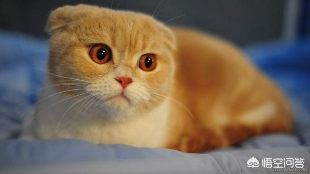 被家猫抓伤:被自己家的猫抓破了一点，需要打针吗？
