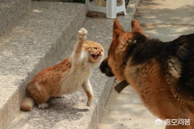 猫狗打架为啥猫总是占优势，猫狗打架，为什么小个子的猫甩两招就能制胜，败走的总是狗