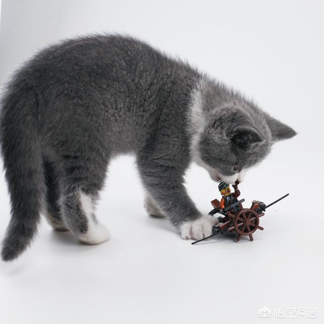 最活泼的缉毒犬:我想问一下，英短蓝猫是不是都很调皮啊？ 最萌的缉毒犬